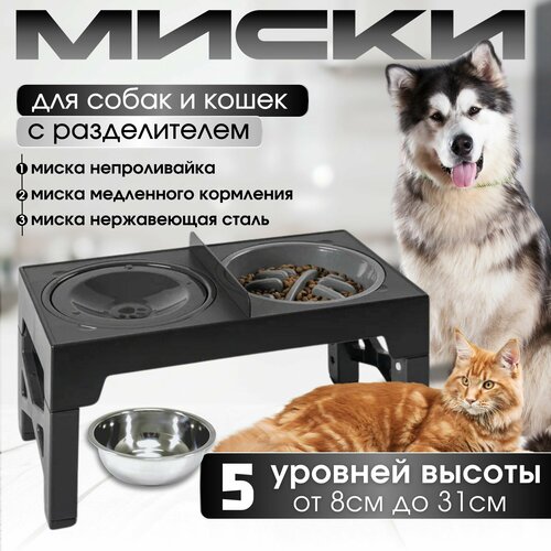 ���� ����� ��� ����� ����� �� ���������, ������ ������