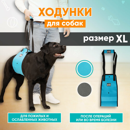     ,   , Mr Dog , XL   -     , -  