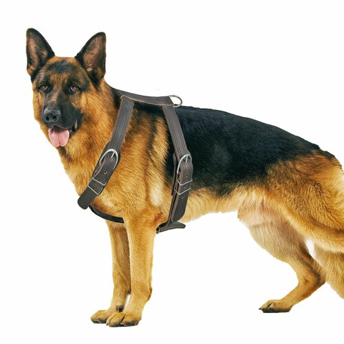 ���� ������ ��� ����� ��������� (�������), ������ ������