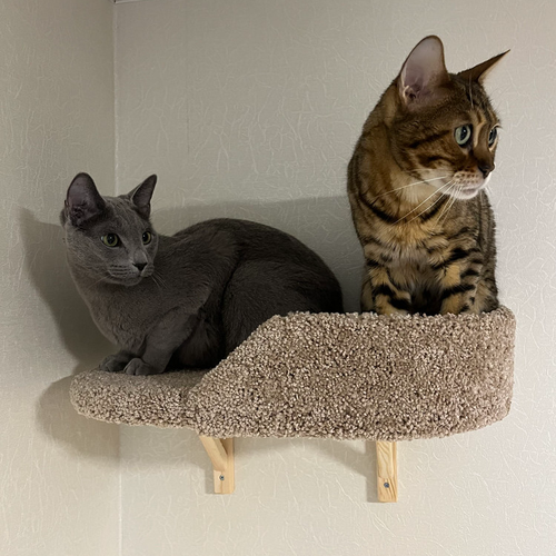 ���� ������� ��� ����� ��������� ��� ���� � �������� ��������������, ���� �������, ������ ������