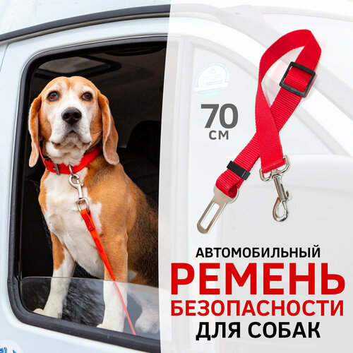        /   /    Dog Safety Belt ()   -     , -  