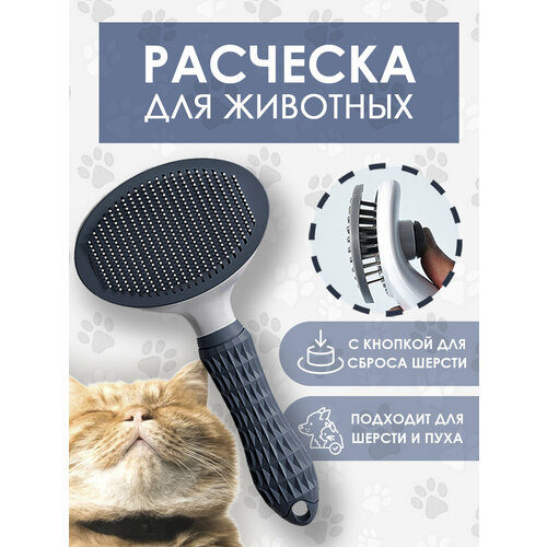 ���� �������� ��� ������ ����� � �����, ������ ������