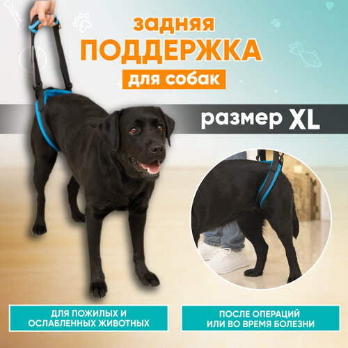    ,    ,    ,     Mr Dog XL   -     , -  