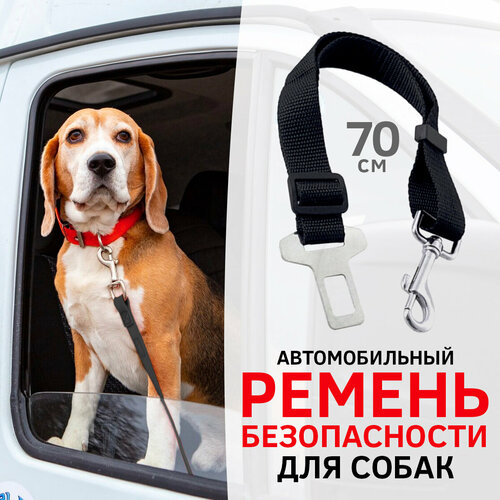        /   /    Dog Safety Belt (׸)   -     , -  