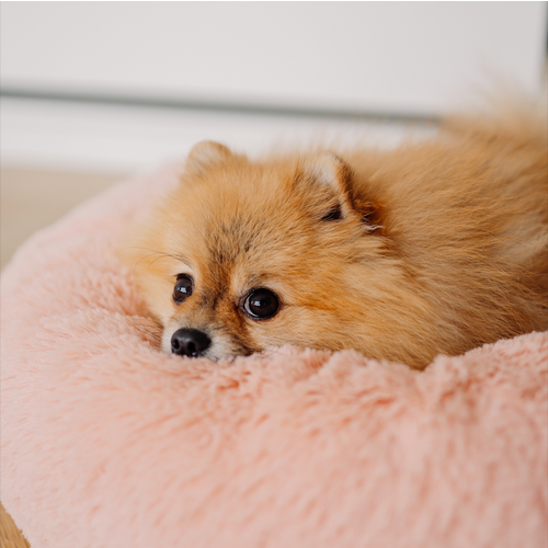 ���� �������� ����� ��� ����� � ����� Amicis D60 ��, ������ ������