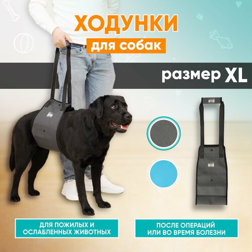     ,    Mr Dog , XL   -     , -  