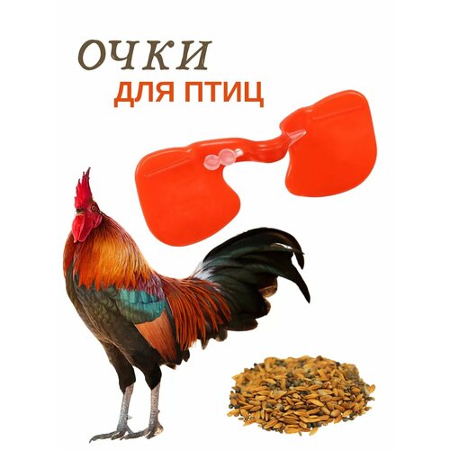 ���� ���� ��� ����, �� �������, 10 ��, ������ ������