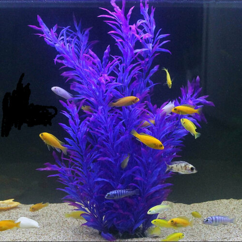 ���� �����������, �������� 40 ��, ������ ������