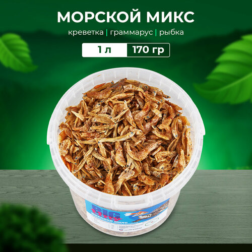 ���� ���� ��� �������� � ������� ������� ����, ������ ������