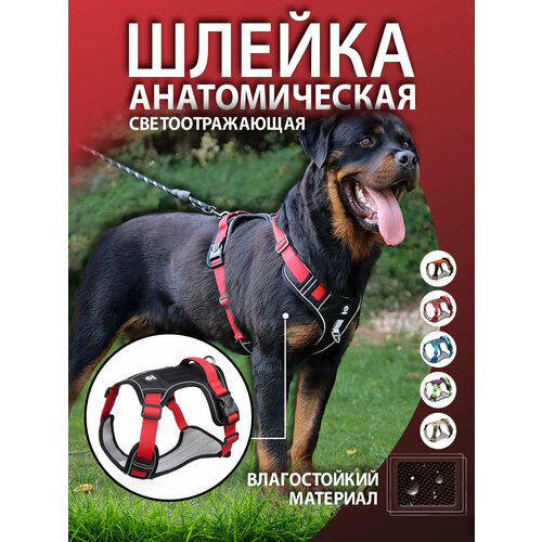 ���� ������ ��� ����� �����-������� XL, ������ ������