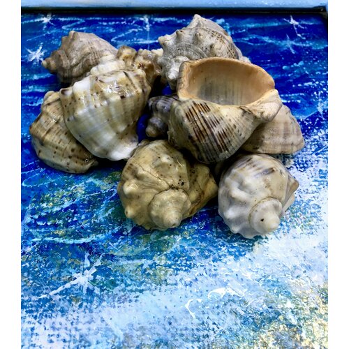 ���� ����� ������� ������� 150��./������� ����������� �������/������������ ������, ������ ������