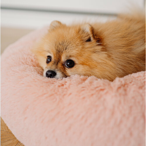 ���� �������� ������� Amicis ��� ����� � �����, ������� 80 ��, ���� �������, ������ ������