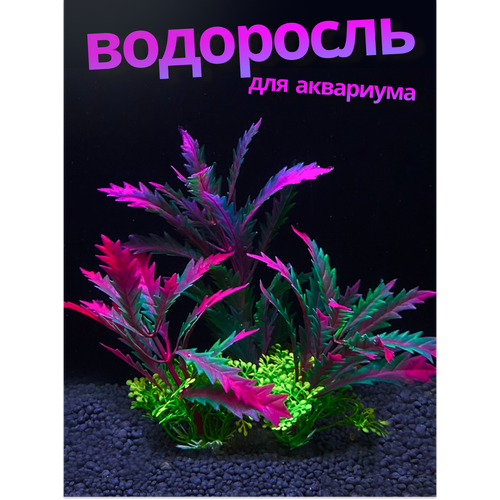 ���� �������� � �������� ������������� ���������, ������ ������