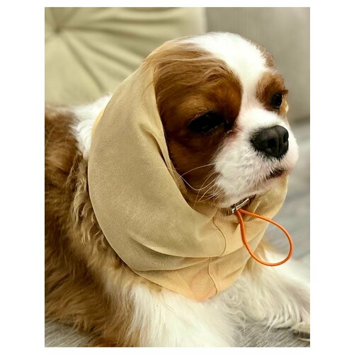 ���� ���� ��� ����� ������� �������� ������� L, ������ ������