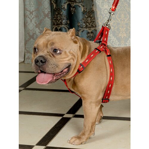     Japan Premium Pet ,          , ,  M.   -     , -  