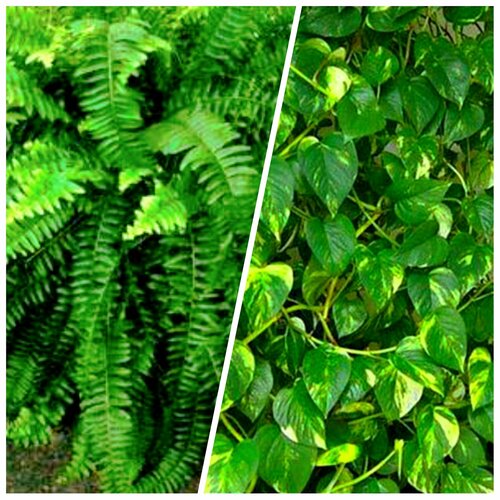 ���� ���������� ����������� + ���������� ����������/����� �������� ��� �������� ����������, ������������� � ��������, ������ ������