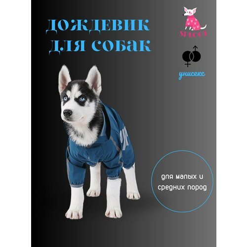 ���� �������� Splot ��� ����� �������, ������ XXL, ���� �����, ������ ������