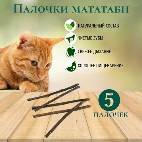 ���� ����� ������� �������� ��� ������ �����, 5 ����, ������ ������