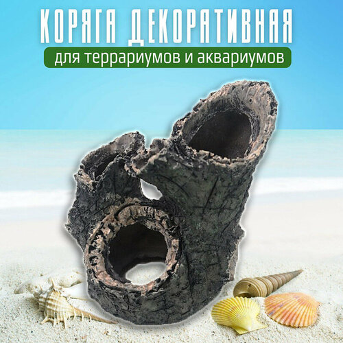 ���� ��������� 