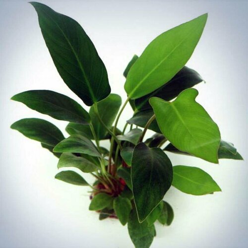    (1 )- Anubias hastifolia.      -     , -  