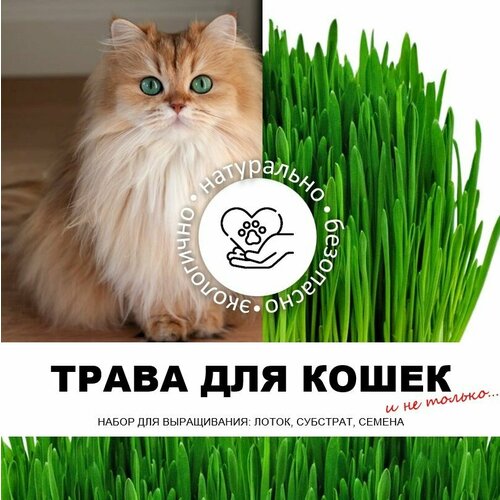 ���� ����� ��� �����, ����� ��� ��������, ����� ��� �����������, ��� ��� �����, ������ ������