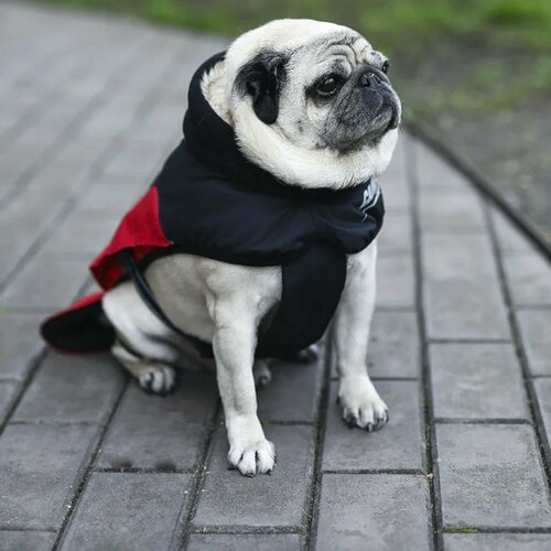 ���� ����� ��� �����, 