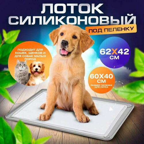 ���� ����������� ����� ��� ����� � ����� ��� ������� / ������ ��� ��������, ������ ������