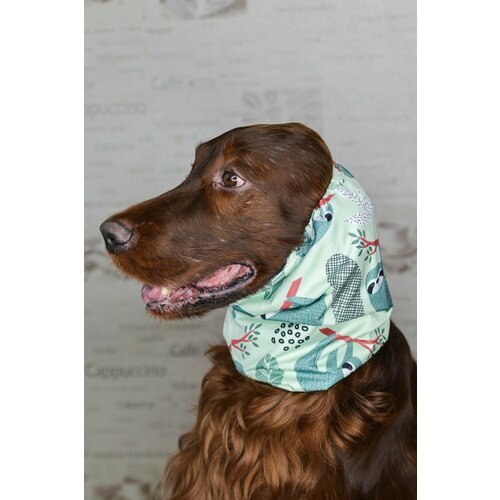 ���� ����� - ���� ��� ����� ������� �����, ������ ������