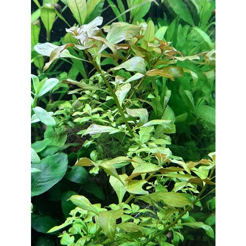      (Ludwigia palustris) 2   10-15    -     , -  