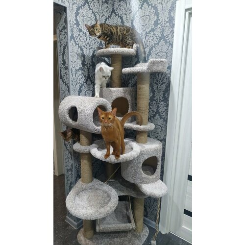 ���� ������� �������� � �������, �������, �������, �������� � ��������� �� ���� , ��� ����� , ������ 180 �� , ���� �����, ������ ������