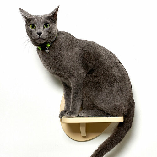 ���� �����-��������� ��� ���������� �������� ��������� � ����������, �������, ������ ������