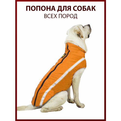 ���� ������ ��� ����� ���� �����, ������ 2XL, ������, ���������/����, ������ ������