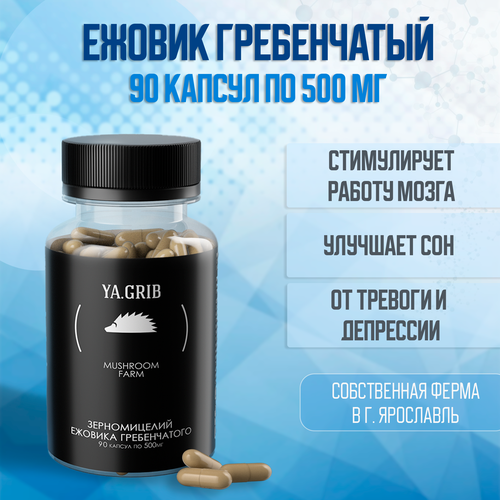 ���� ������� �����. YA.GRIB. ������ ����������� (������ �����������). ���� �������. �������. �������� ���� 90 ������ �� 500 ��, ������ ������