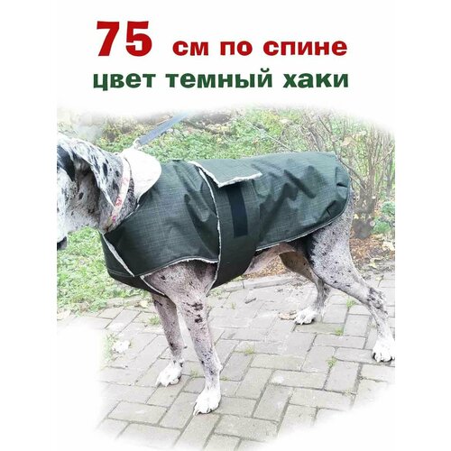 ���� ������ ������ ������ ��� ����� �� ���� ���� 75, ������ ������