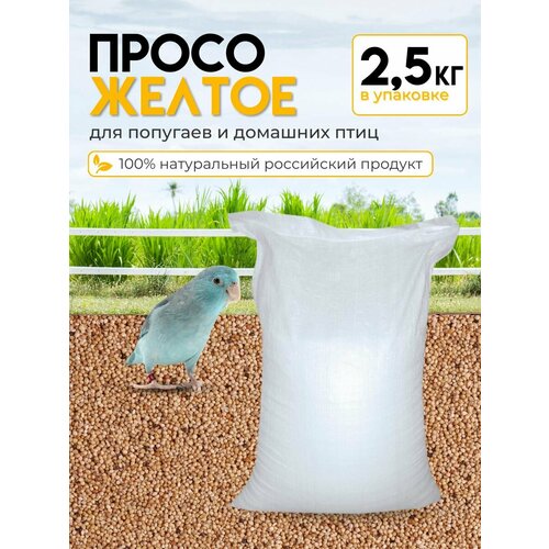 ���� ���� ����� ������ ��� ���� � �������� 2,5 ��, ������ ������