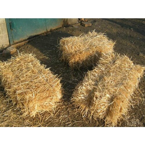 ���� ���� ������� �������� � ������� 18�� ������ ������ ��� �����, ������ ������