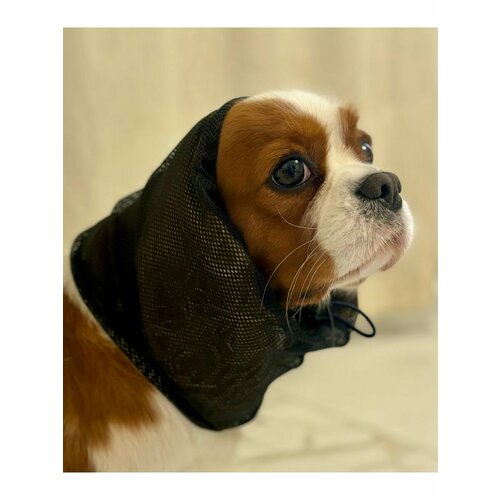 ���� ���� ��� ����� ������� �������� ������ L, ������ ������