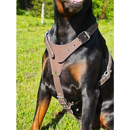       Dober-   M 47-55    -     , -  