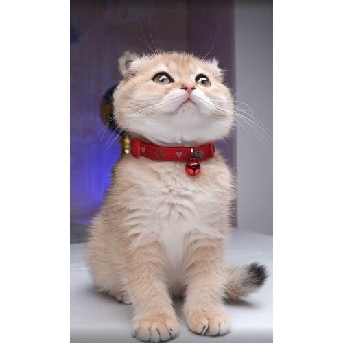 ���� ���������� ������� Japan Premium Pet ��� ����� � ����������, �������, ������ ������