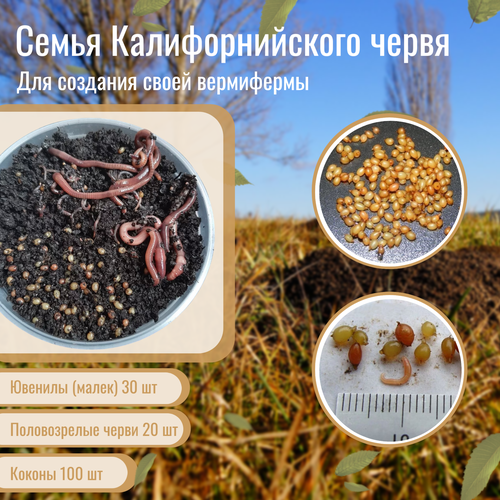 ���� ����� ��� ���������� �������������� ������ - �����, ������ ������