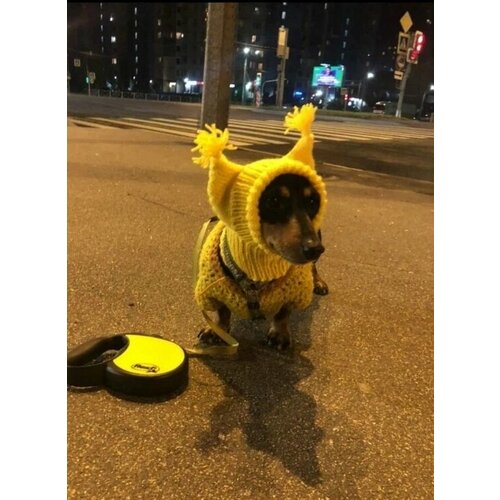 ���� ����� ��� ������, ������ ������