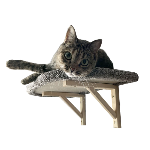 ���� ������� ��� ����� ��������� ��� ����, ���� �����-�����, ������ ������