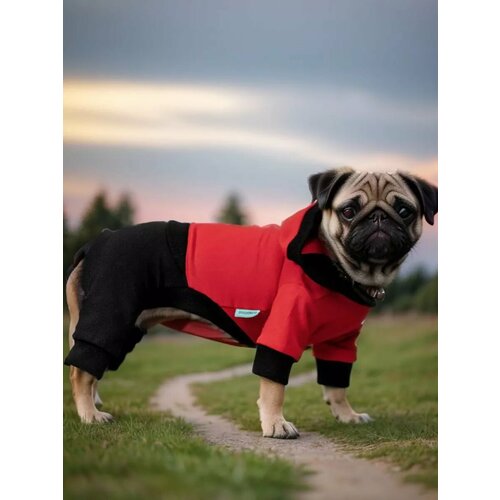 ���� ������ ��� �����, ������ ������