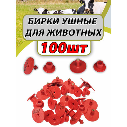 ���� ����� ����� ��� ��� � ���� ������� 100�� �����, ������ ������