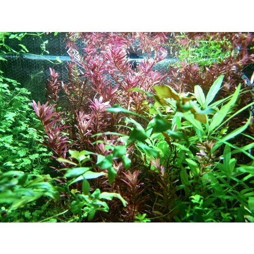 ���� ����� ����������� �������� ��� ������� ��������� (����� �� 5 �����), ������ ������