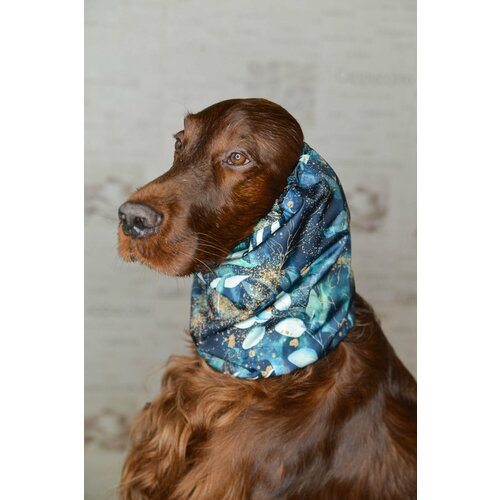 ���� ����� - ���� ��� ����� ������� �����, ������ ������