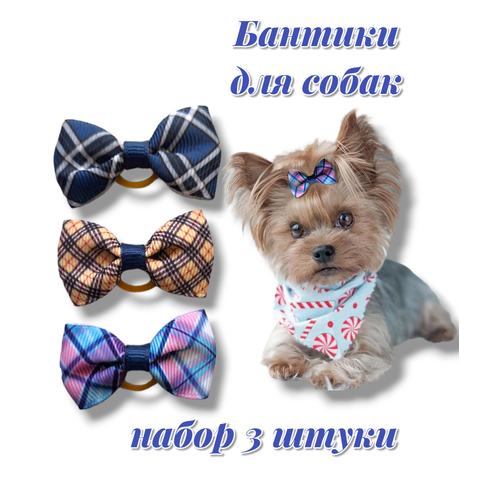 ���� ������� ��� �����, ������ ������