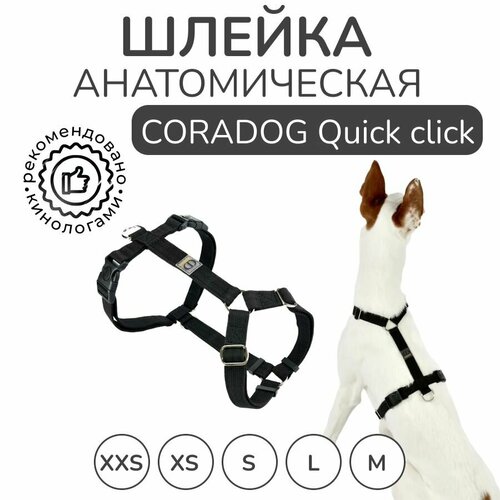          , CORADOG Quick click,  XS,     -     , -  