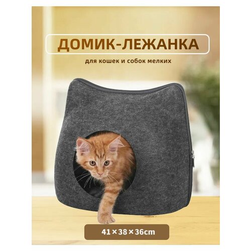 ���� ����� ��� �����, ������ ������