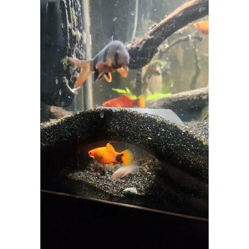 ���� �����-������ ��� �����, ������ ������